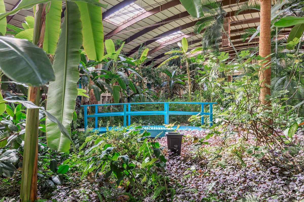 a green plant in a garden