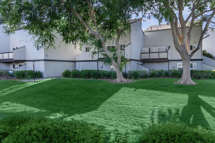 a large green tree in front of a building