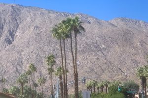 a tree with a mountain in the background