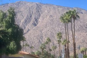 a tree with a mountain in the background