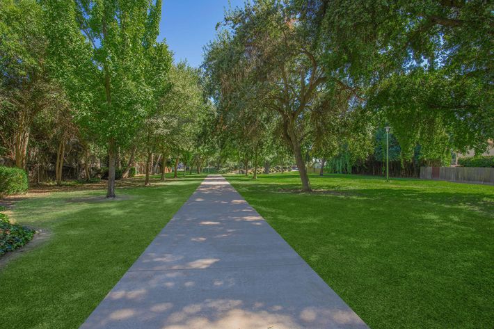 a tree in a park