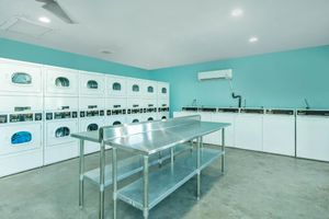 a kitchen with green walls