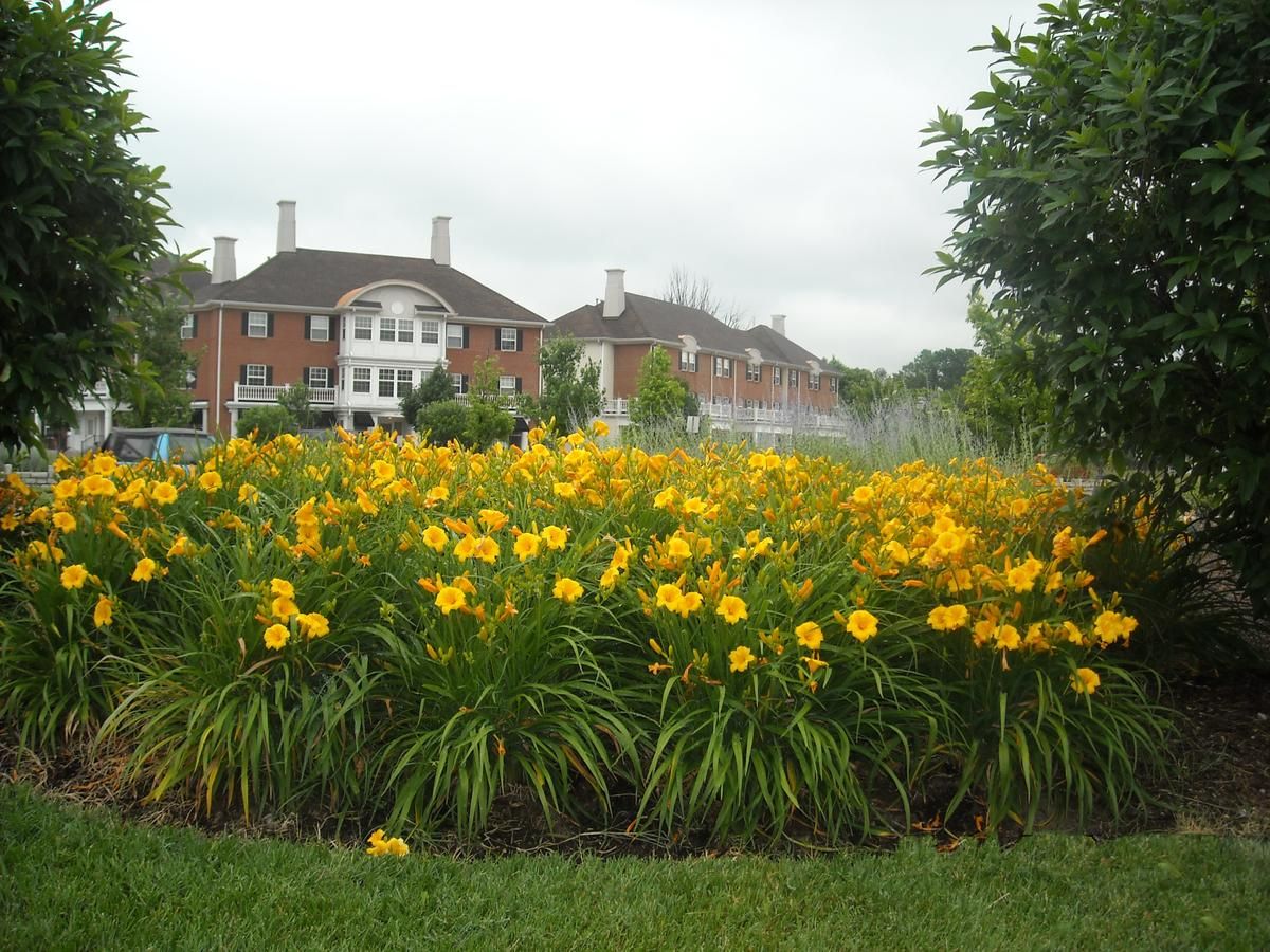 a yellow flower in a garden