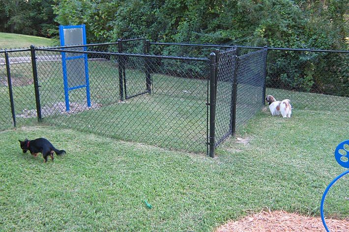 a dog in a fenced in area