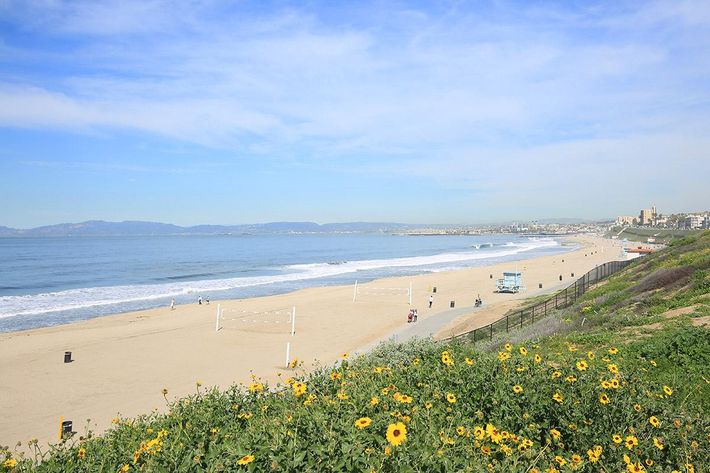 Beach with green grass and yellow flowers