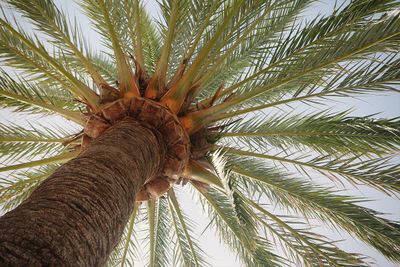exterior-tree-palm.jpg