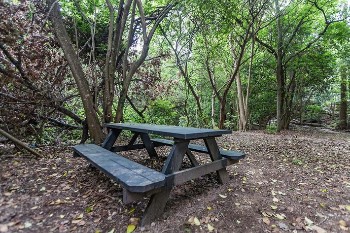 an empty park bench sitting in the middle of a forest