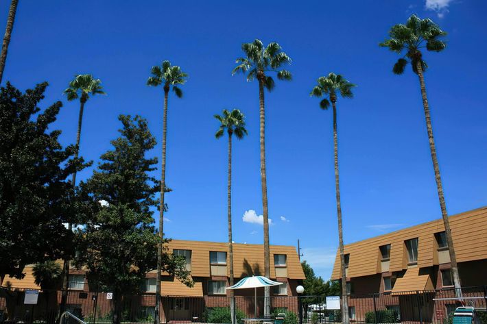 a group of palm trees with a building in the background