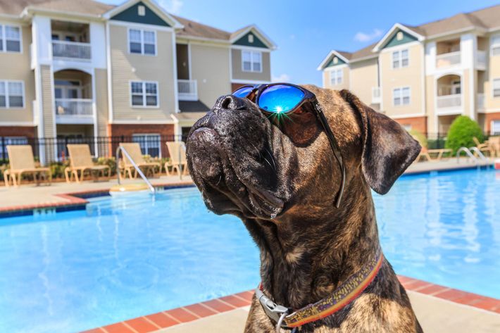 We welcome your furry friends at Bradford Park in Rock Hill, South Carolina