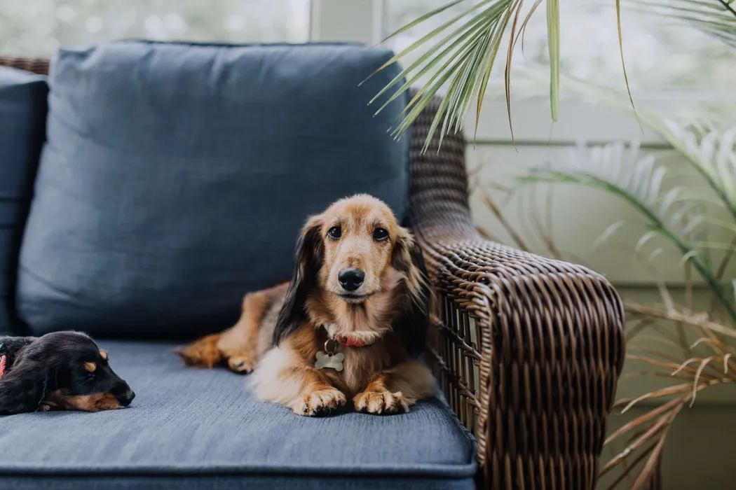 Apartment Features cover photo