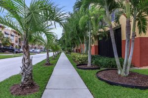 a palm tree on a sidewalk
