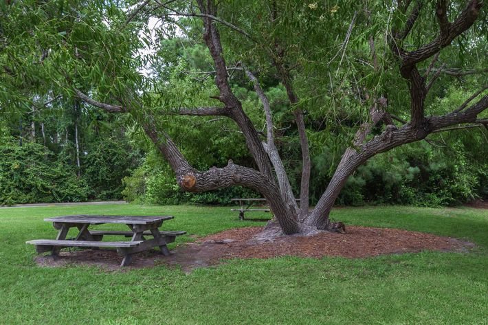 Have a picnic at Tesla Park in Wilmington, North Carolina.