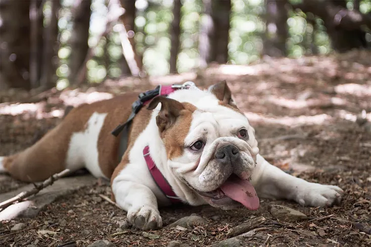 Do not forget to bring your furry friend at Arbor Trace in Wilmington, NC