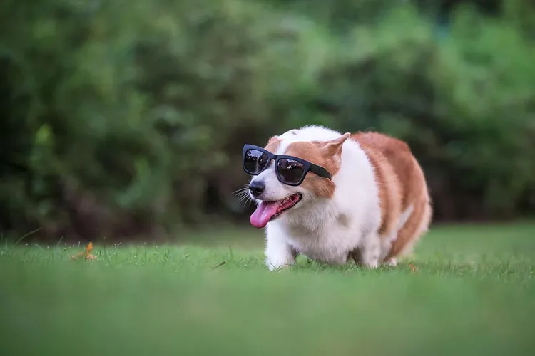 We accept your furry companion at Arbor Trace in Wilmington, North Carolina.