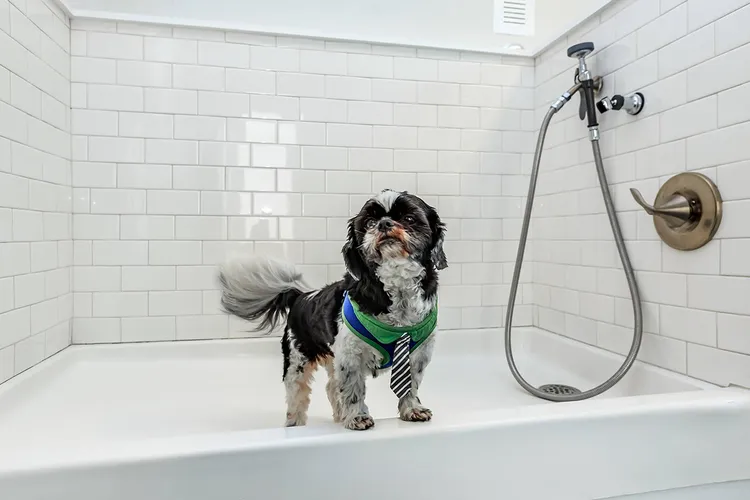 We are dog friendly at Arbor Trace in Wilmington, North Carolina.