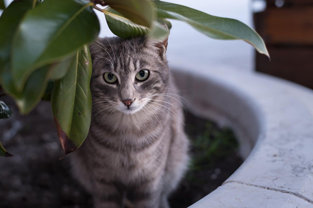 a cat sitting on top of a green plant